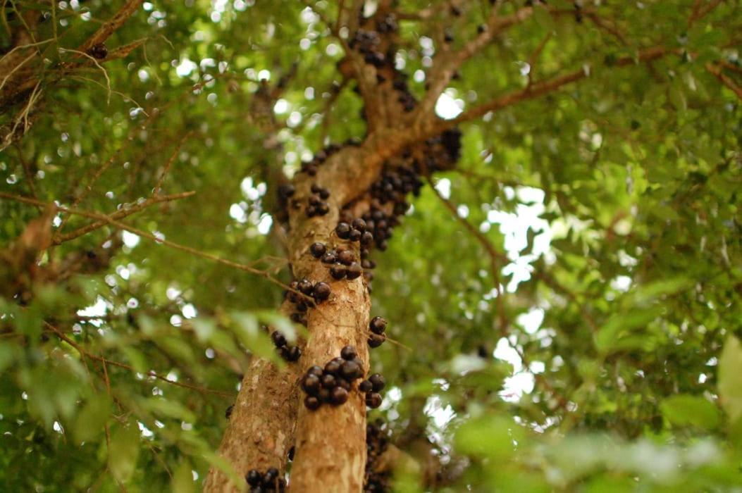 Chacara Das Lendas E Cancoes Passa Quatro Luaran gambar